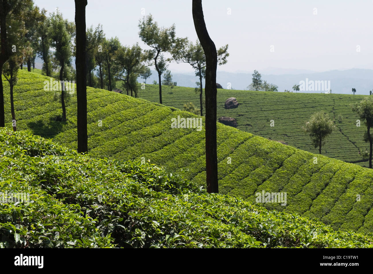 Tea plantation and tree, Munnar, Idukki, Kerala, India Stock Photo