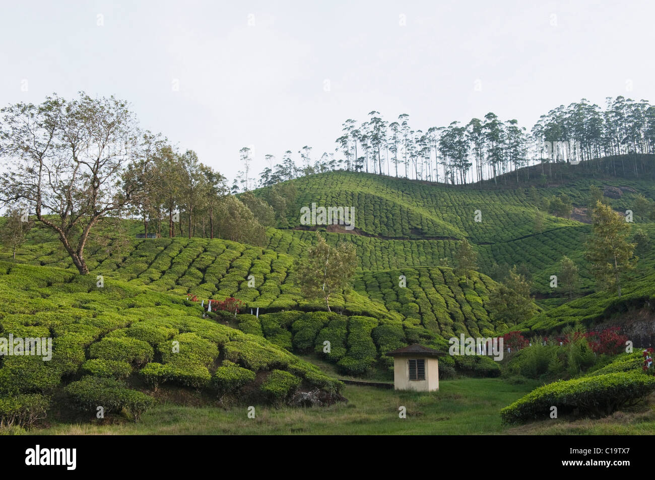 Tea plantation and tree, Munnar, Idukki, Kerala, India Stock Photo