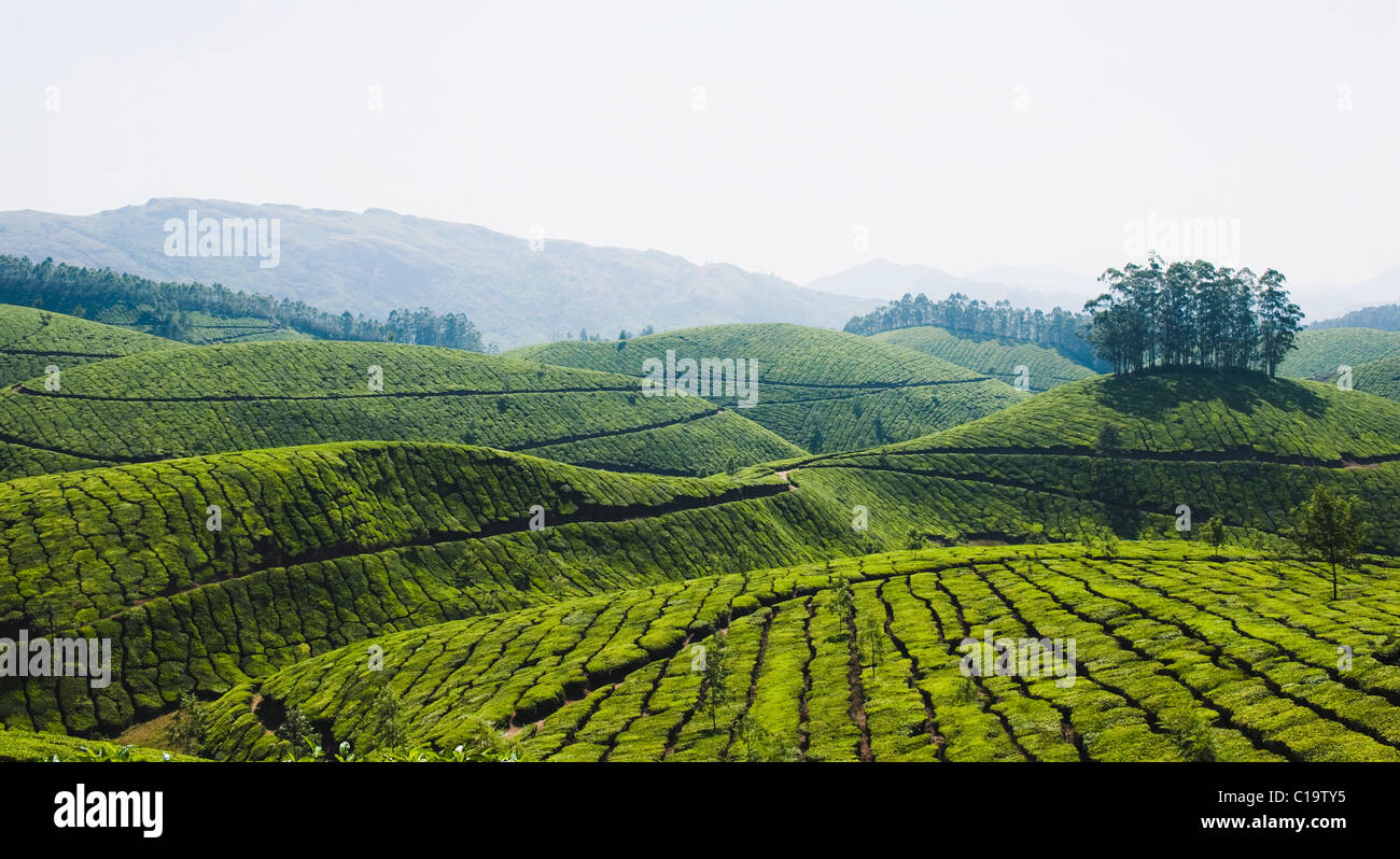 Tea plantation, Munnar, Idukki, Kerala, India Stock Photo