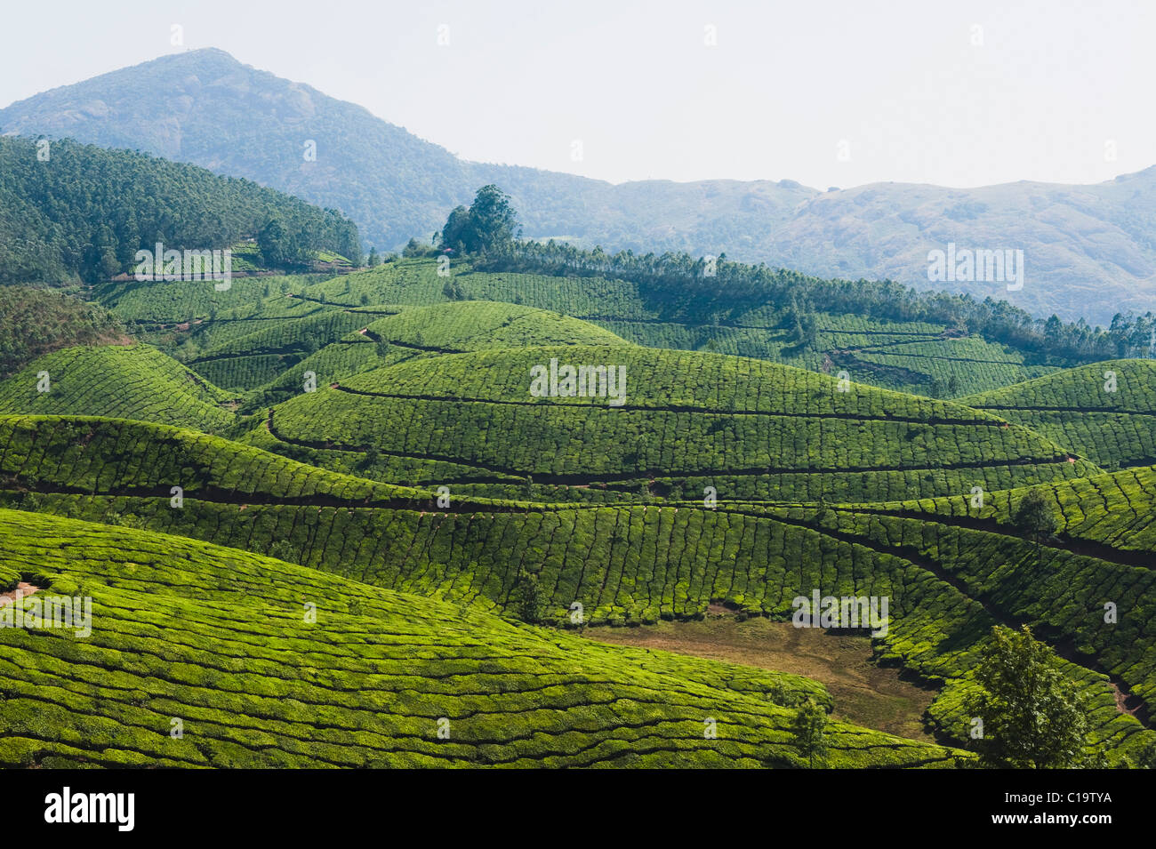 Munnar tea plantation view hires stock photography and images Alamy