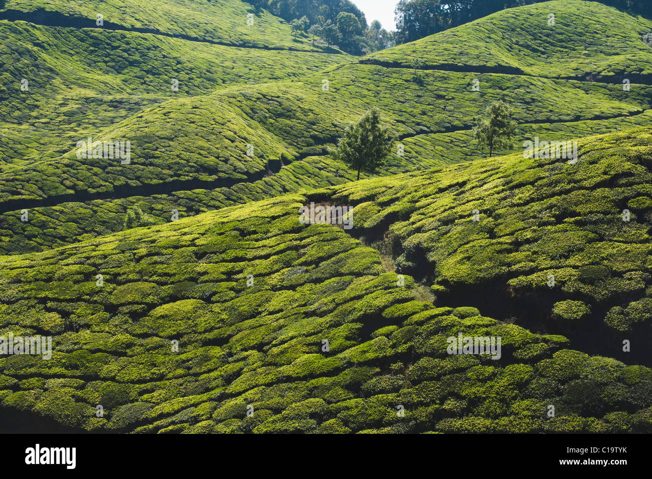 Tea plantation, Munnar, Idukki, Kerala, India Stock Photo