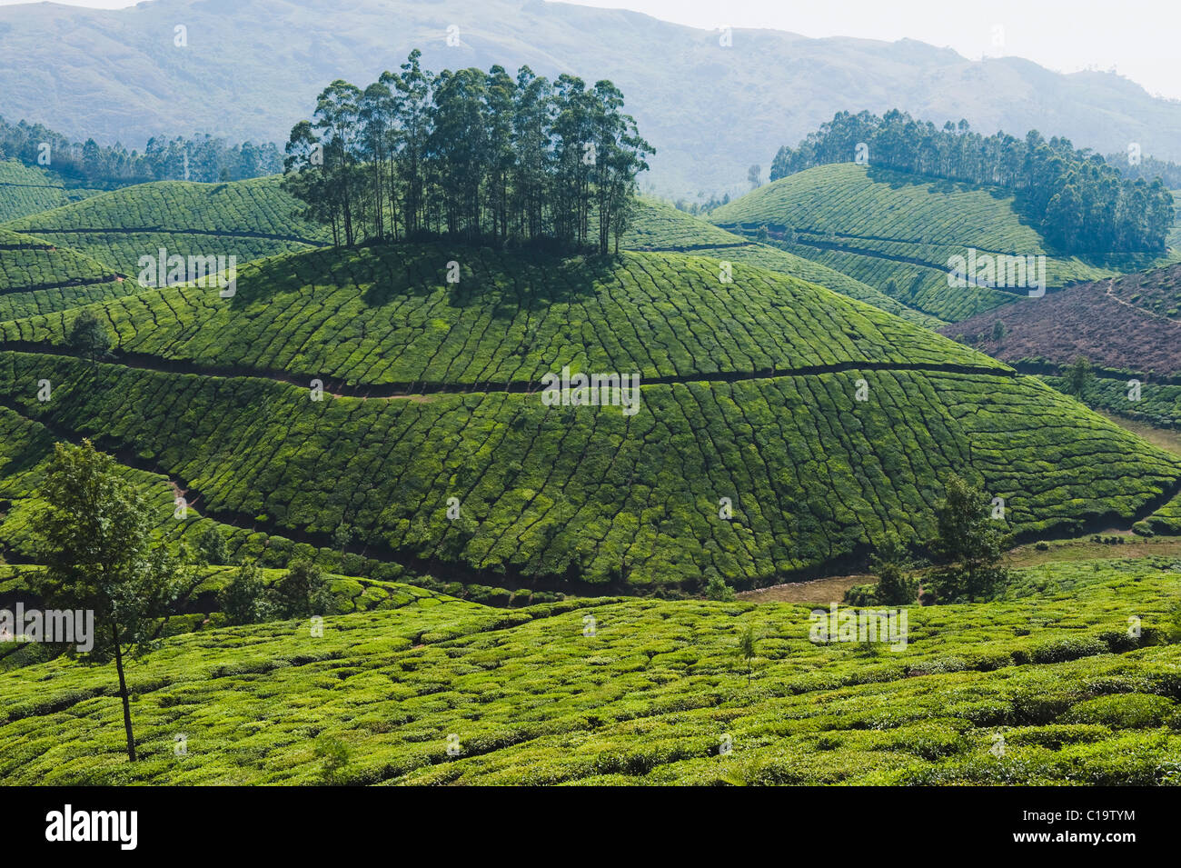 Tea plantation, Devikulam, Munnar, Idukki, Kerala, India Stock Photo