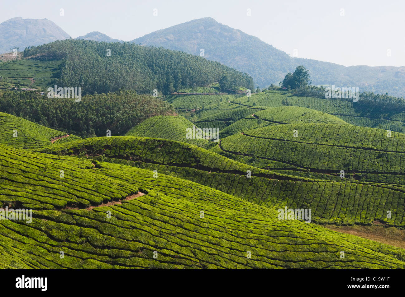 Tea plantation, Munnar, Idukki, Kerala, India Stock Photo Alamy
