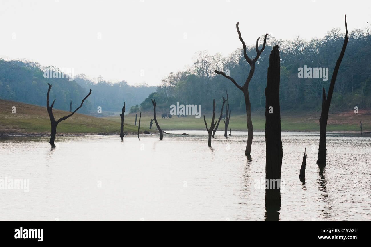 Wooden posts in a lake with animals in the background, Thekkady Lake, Thekkady, Periyar National Park, Kerala, India Stock Photo