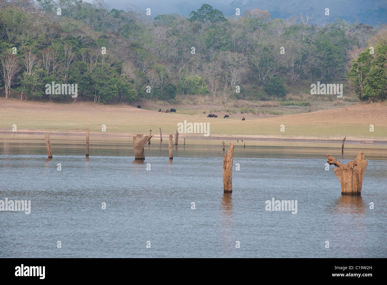 Dead trees in a lake with animals in the background, Thekkady Lake, Thekkady, Periyar National Park, Kerala, India Stock Photo