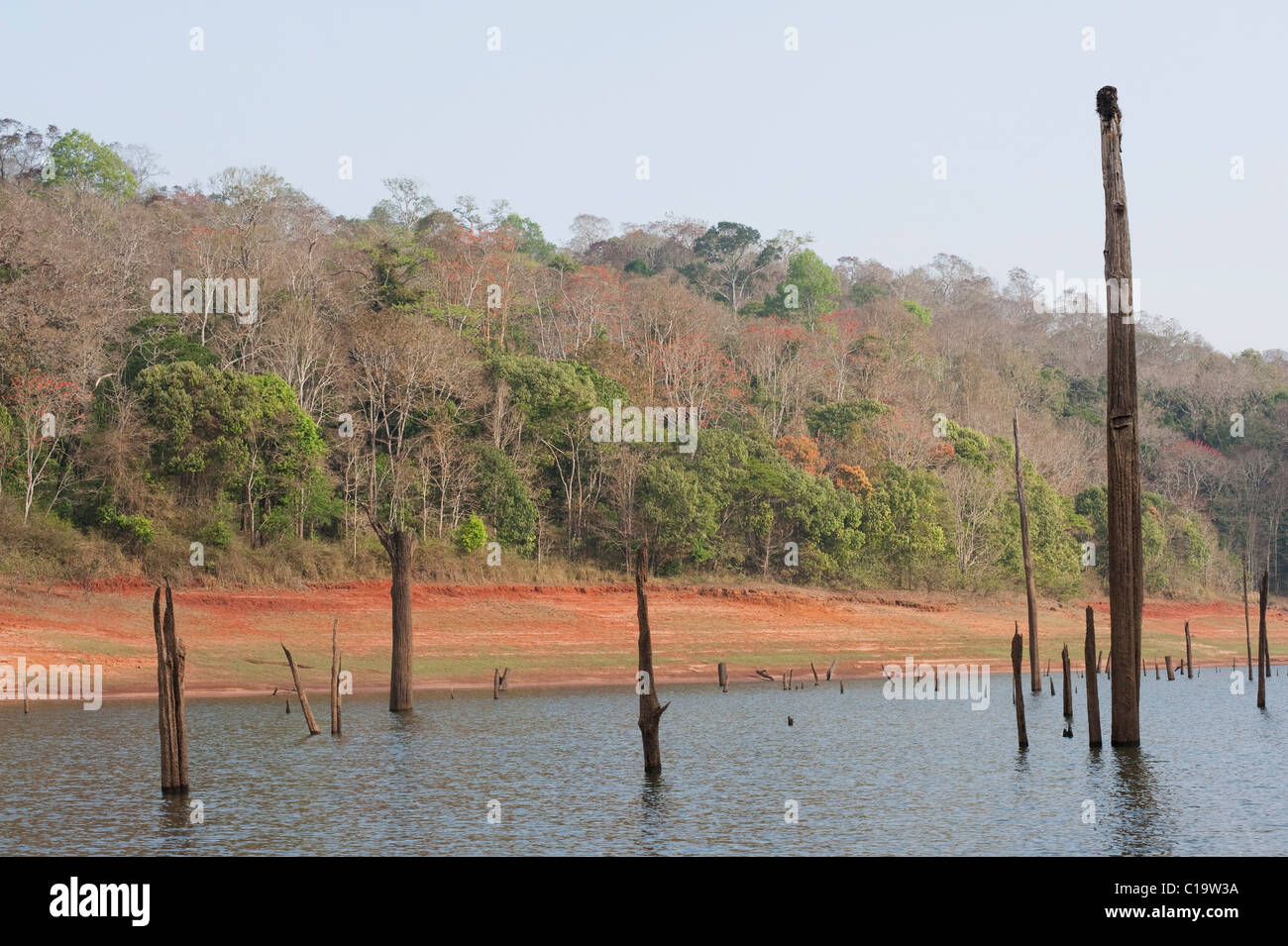 Dead trees in a lake, Thekkady Lake, Thekkady, Periyar National Park, Kerala, India Stock Photo