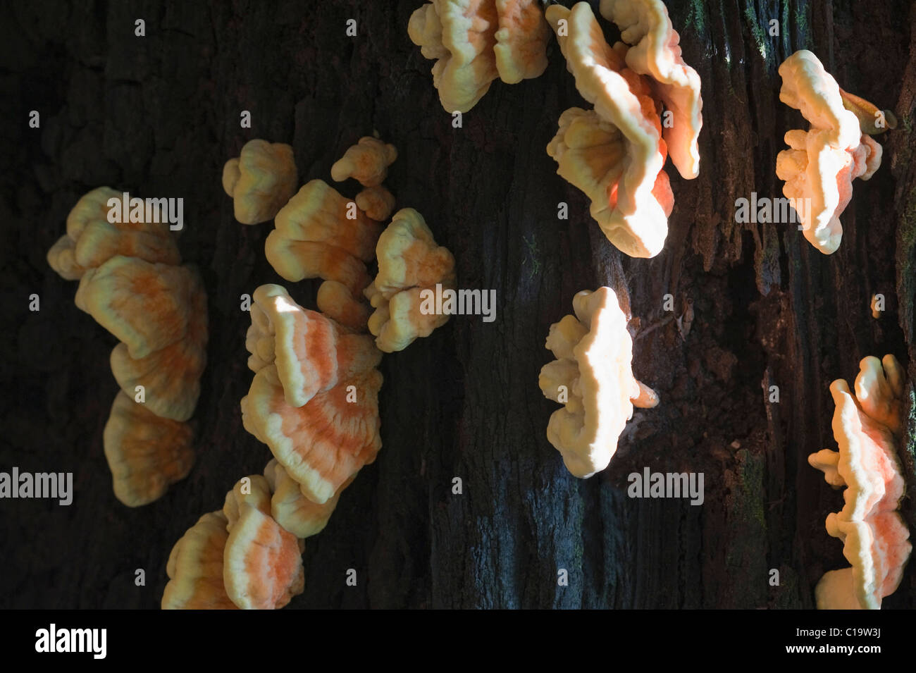 Close-up of fungi on a tree trunk, Thekkady, Periyar National Park, Kerala, India Stock Photo