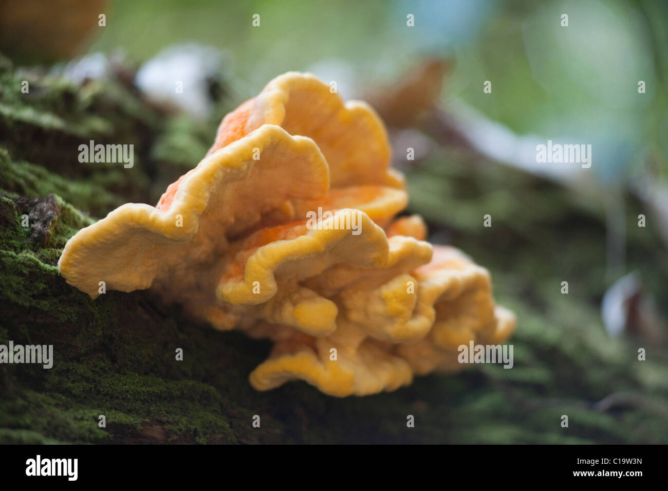 Close-up of fungus on a tree trunk, Thekkady, Periyar National Park, Kerala, India Stock Photo