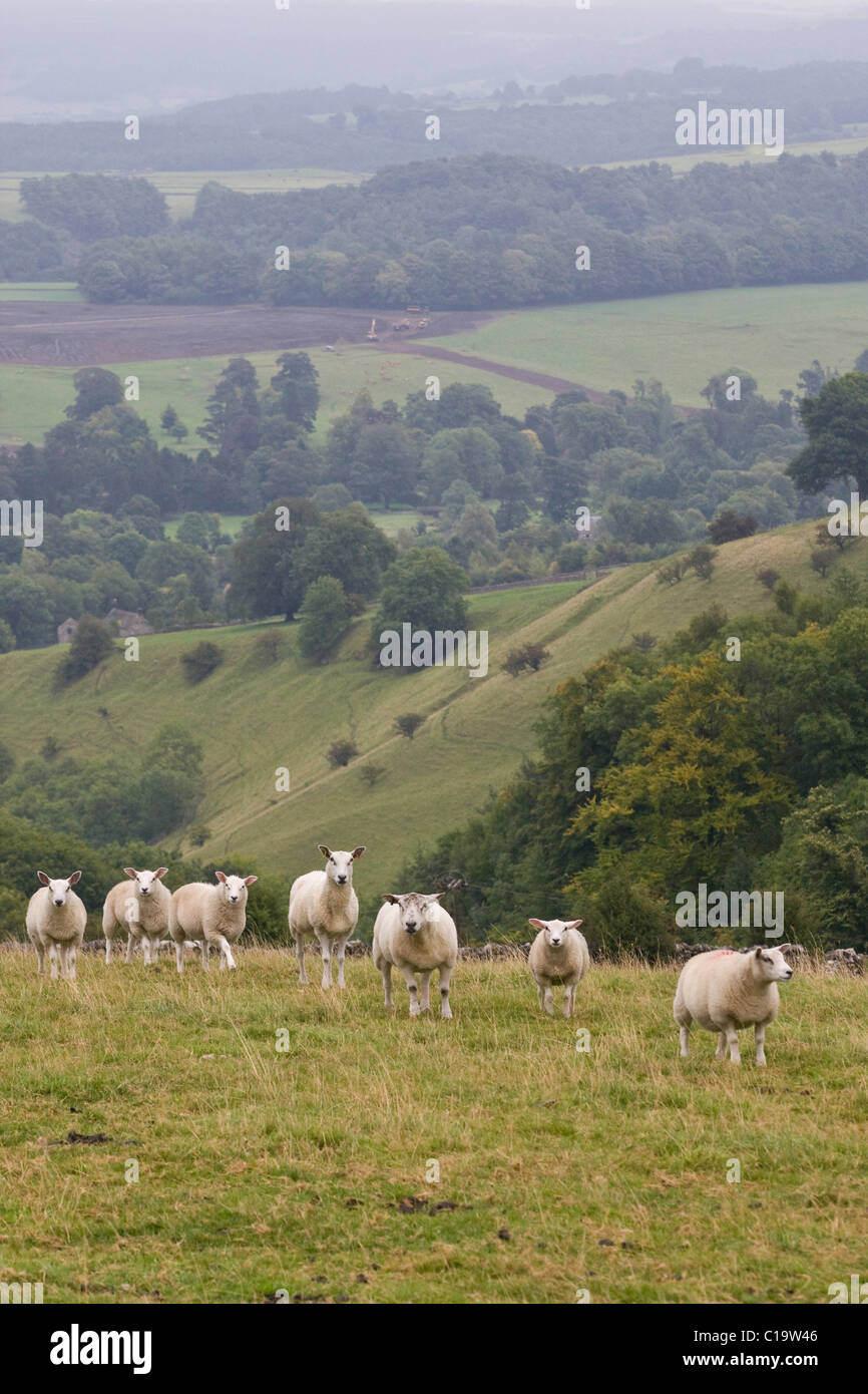 Sheep Grazing in a Derbyshire Landscape Stock Photo