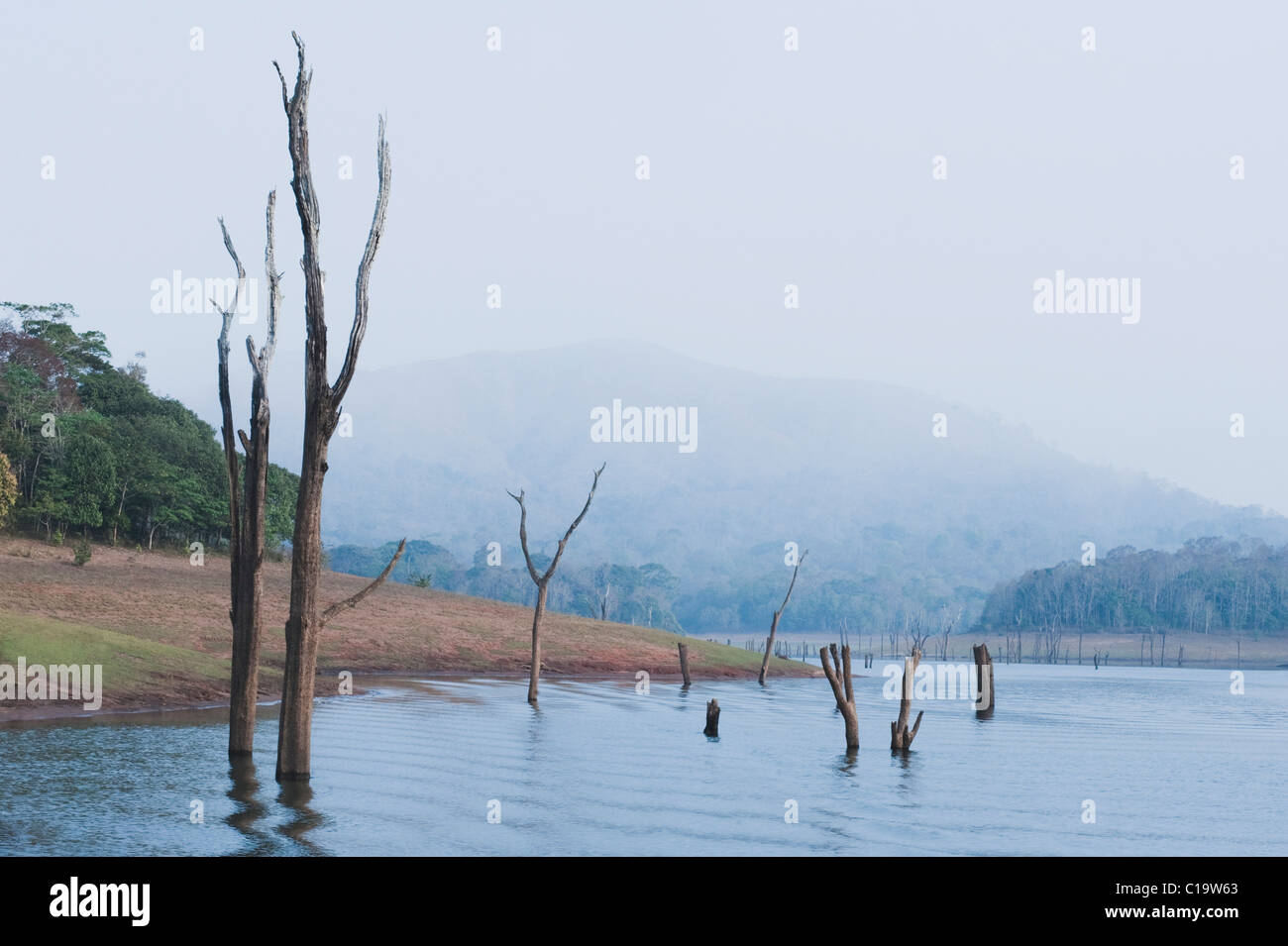 Dead trees in a lake, Thekkady Lake, Thekkady, Periyar National Park, Kerala, India Stock Photo