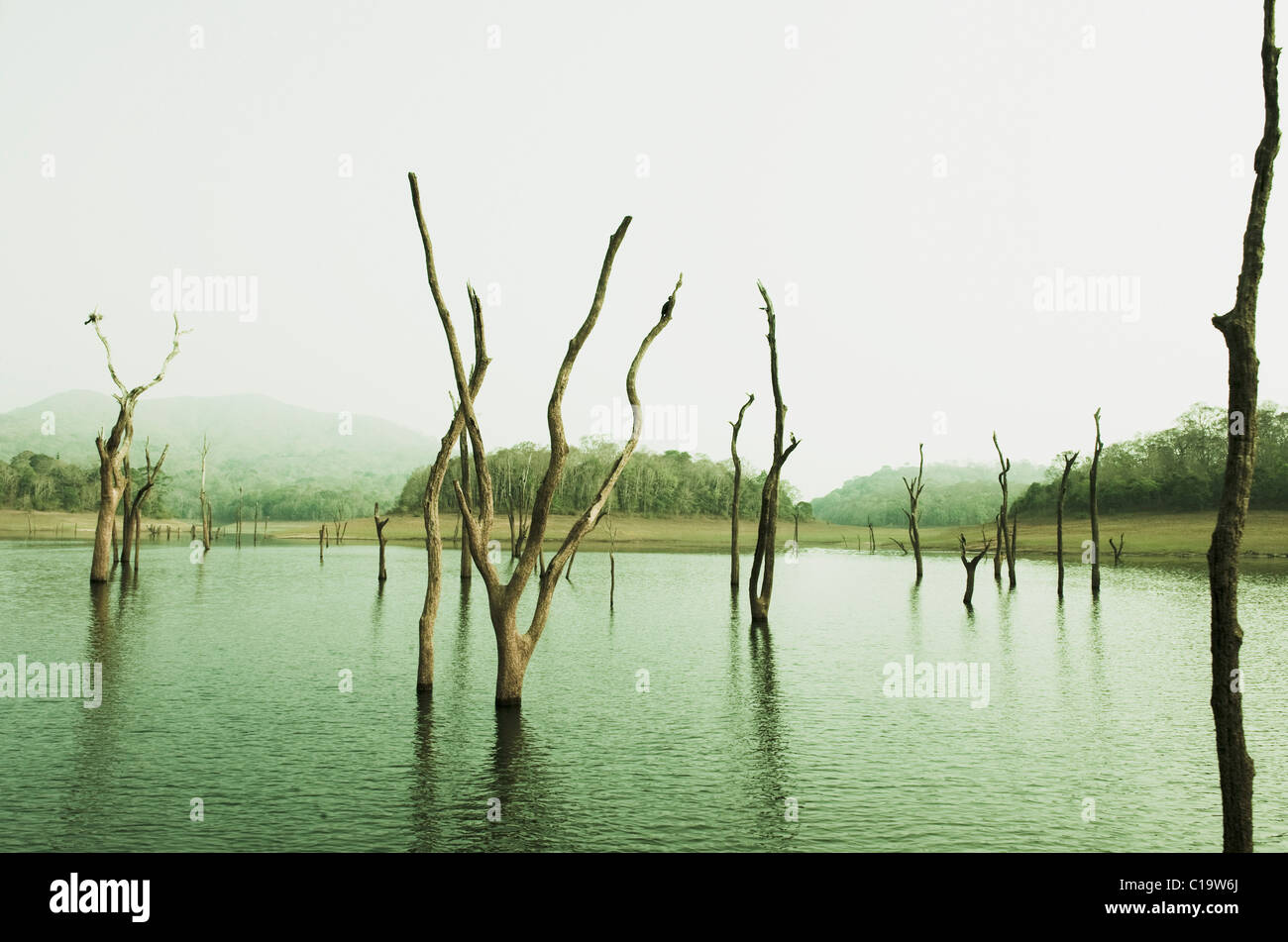 Dead trees in a lake, Thekkady Lake, Thekkady, Periyar National Park, Kerala, India Stock Photo