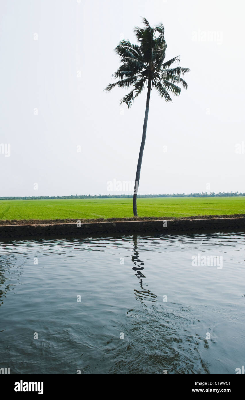 Reflection of a palm tree in water, Kerala Backwaters, Alleppey, Alappuzha District, Kerala, India Stock Photo