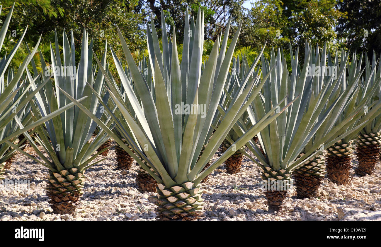 Agave tequilana plant to distill Mexican tequila liquor Stock Photo