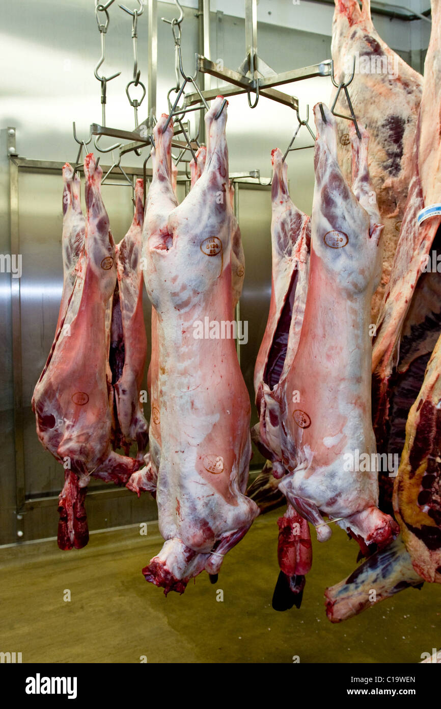 Lamb carcass hanging in a slaughterhouse Stock Photo - Alamy