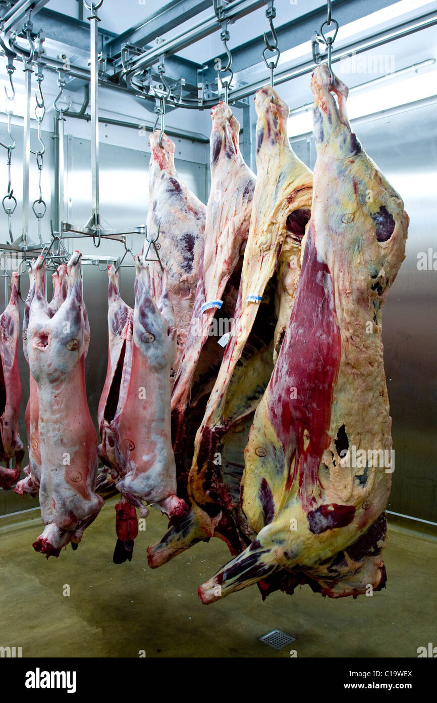 Lamb and beef Carcass hanging in a slaughterhouse Stock Photo ... for Lamb Slaughterhouse
104xkb Lamb and beef Carcass hanging in a slaughterhouse Stock Photo ... for Lamb Slaughterhouse
104xkb