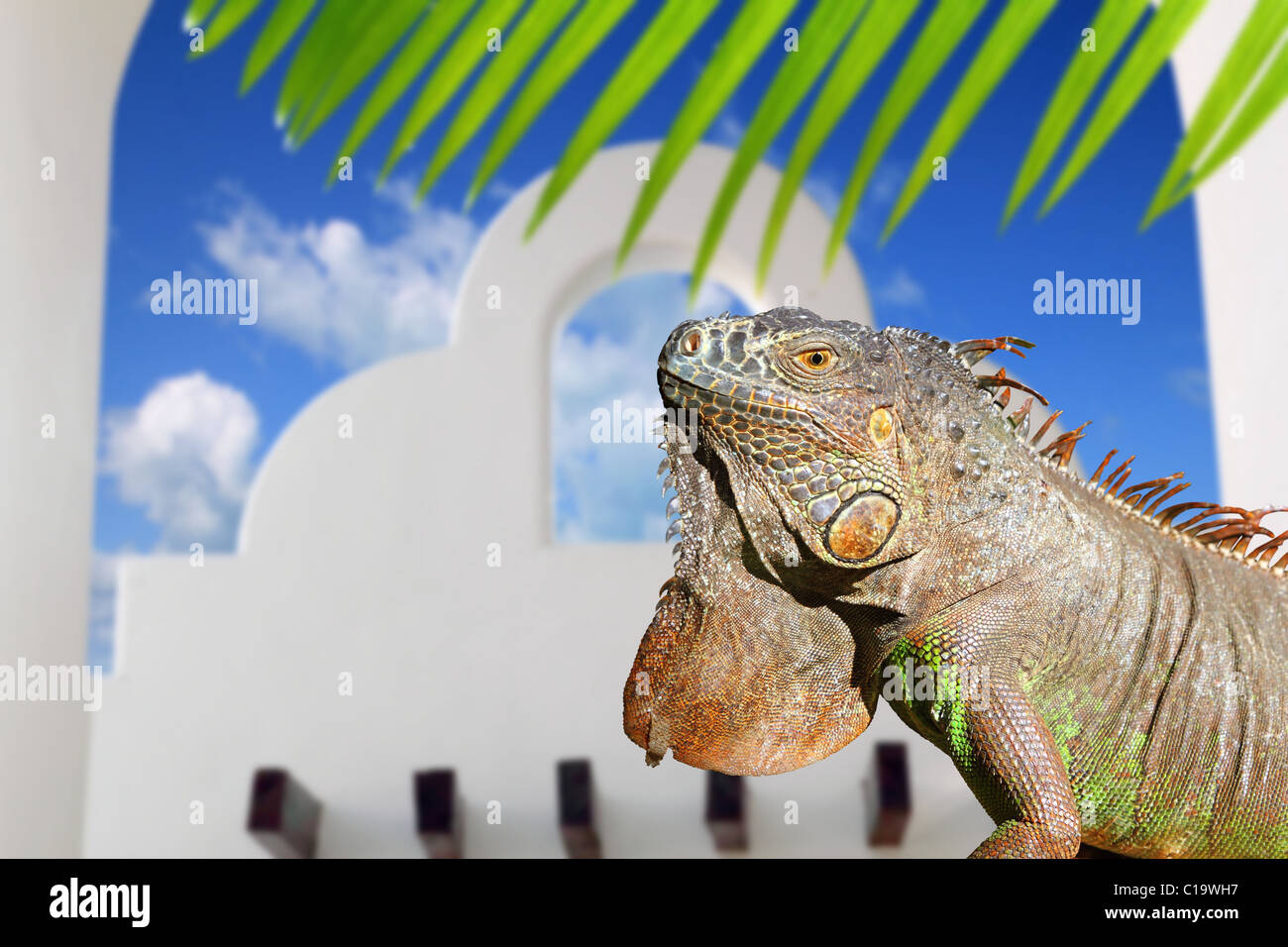 Mexican iguana white arch house blue sky in traditional Mexico Stock Photo