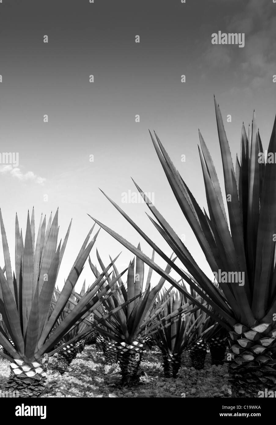 Agave tequilana plant to distill Mexican tequila liquor Stock Photo Alamy