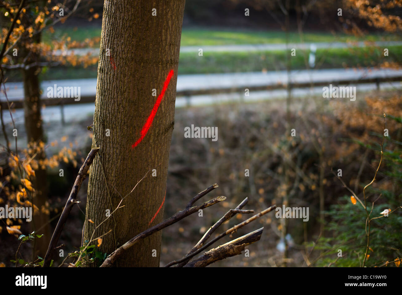 Diseased tree marked to be felled Karlsruhe Germany Stock Photo