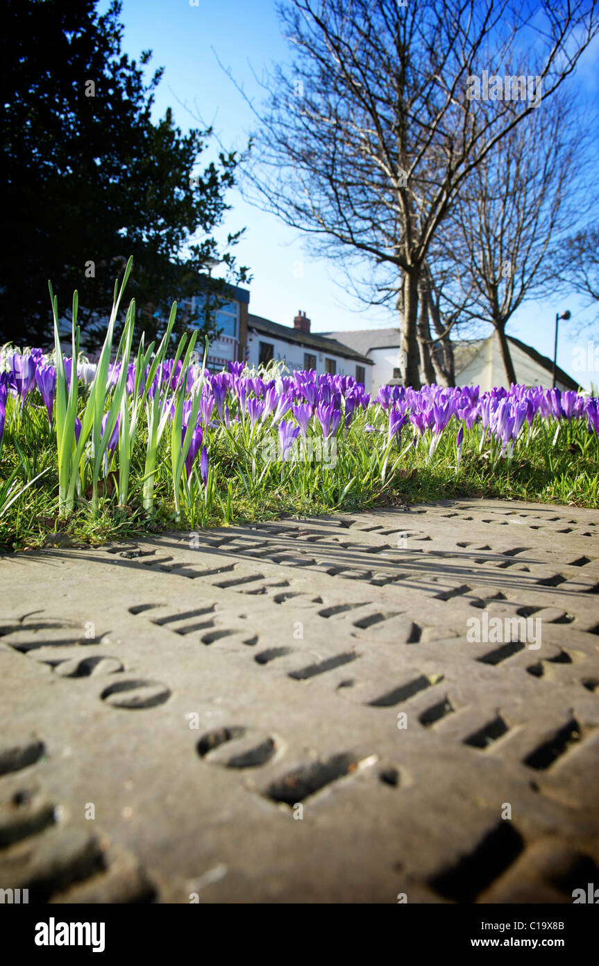 Image showcasing Gravestone inscription and spring blooms from ground level Stock Photo ...