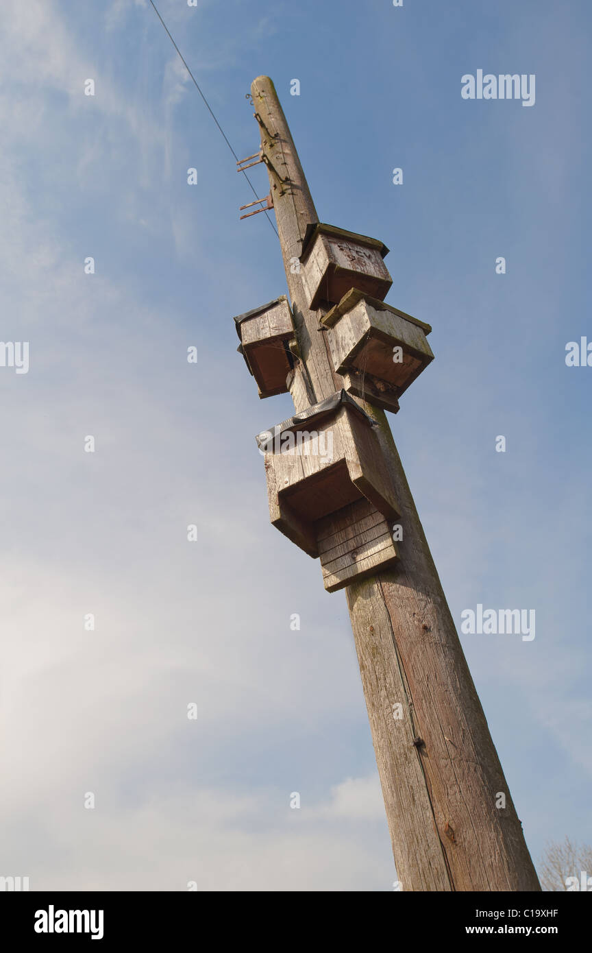 nest box for British bats a protected species in a good flight path and near lakes abundant in insects Stock Photo