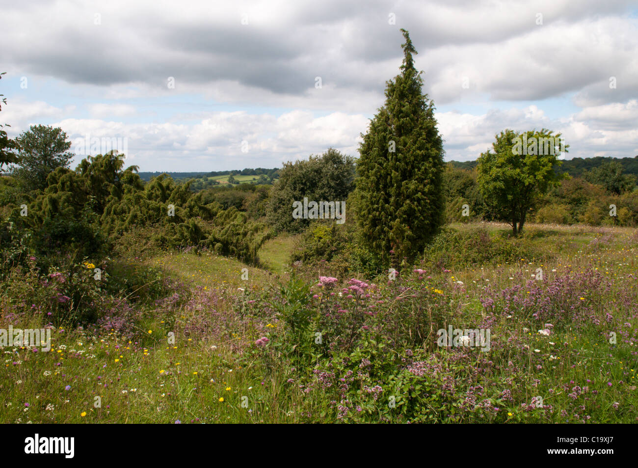 Noar Hill, Selborne, Hampshire, UK. Westerly outposts of the South Downs August. View north. Downland flowers. Stock Photo