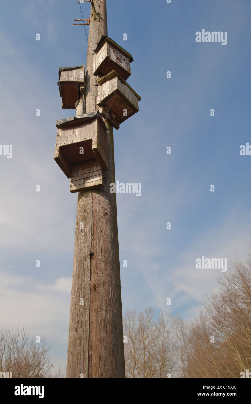 nest box for British bats a protected species in a good flight path and near lakes abundant in insects Stock Photo