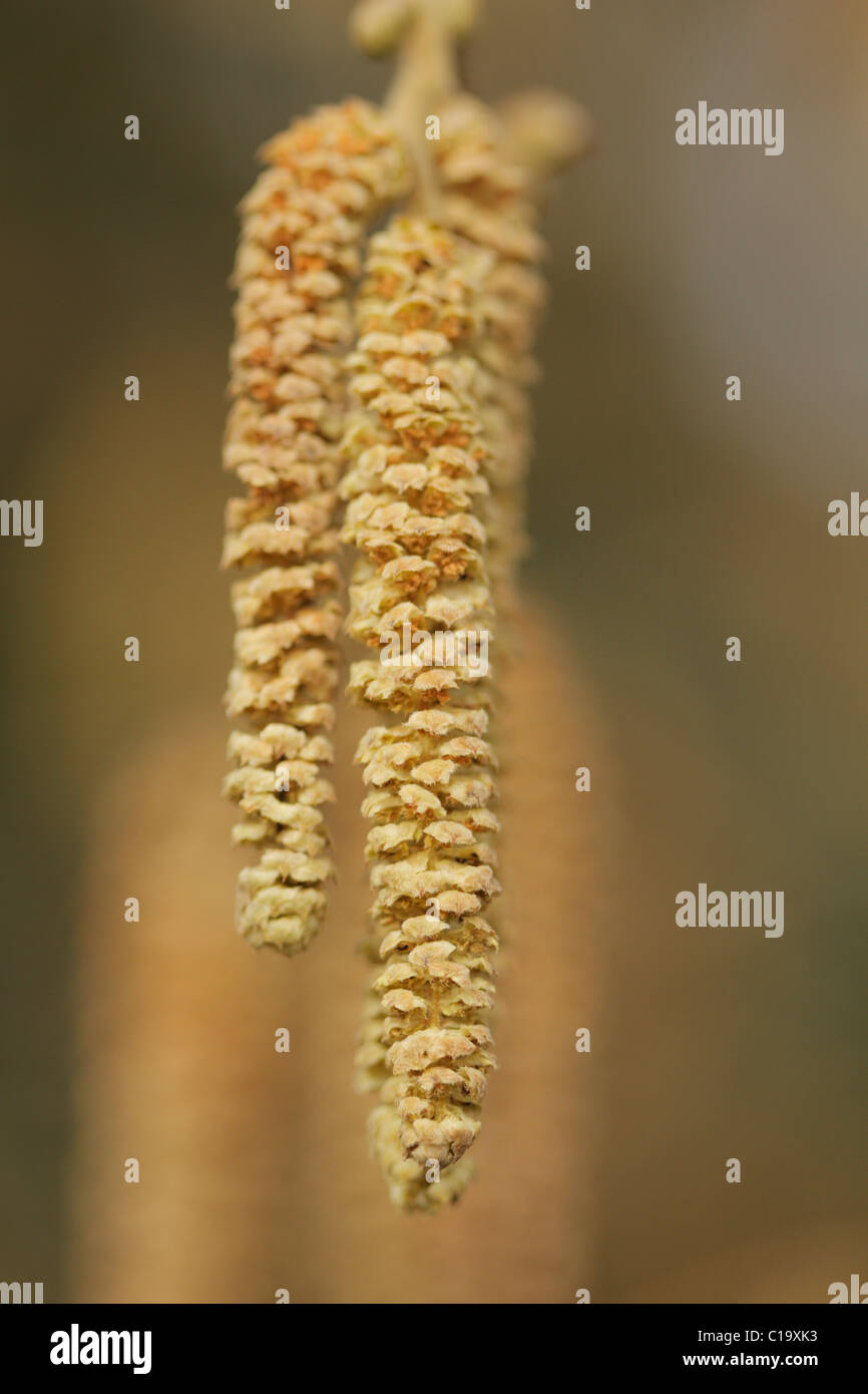 Catkins Stock Photo