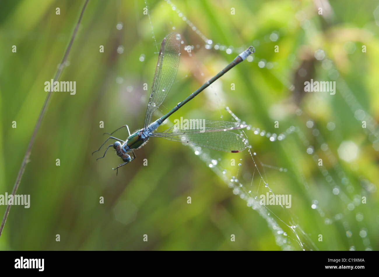 Emerald Damselfly, Lestes sponsa,  Male. Caught in spiders' web. Stedham Common, Midhurst, West Sussex, UK. July. Early morning Stock Photo