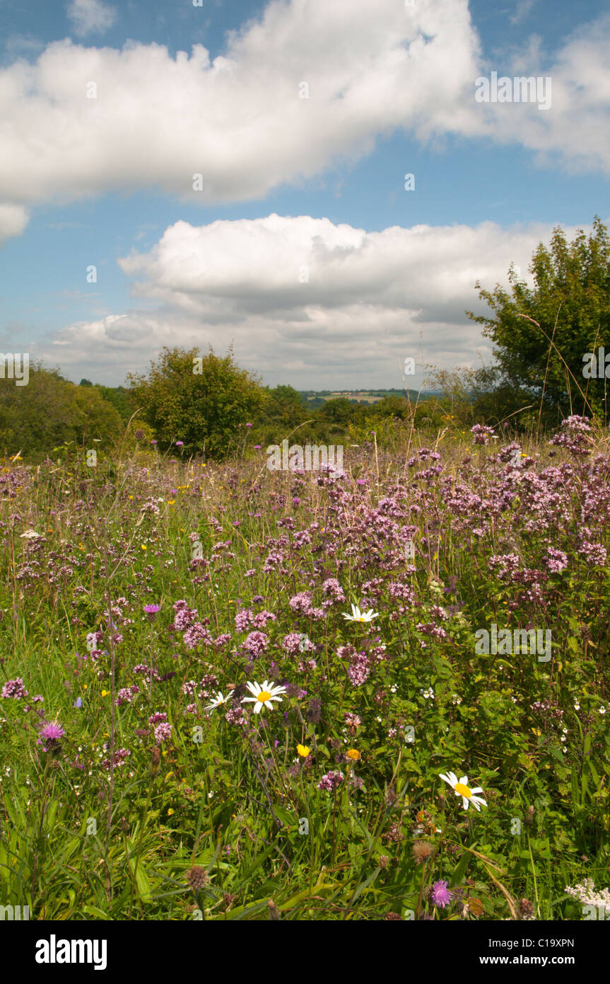 Noar Hill, Selborne, Hampshire, UK. Westerly outposts of the South Downs August. View north. Downland flowers. Stock Photo