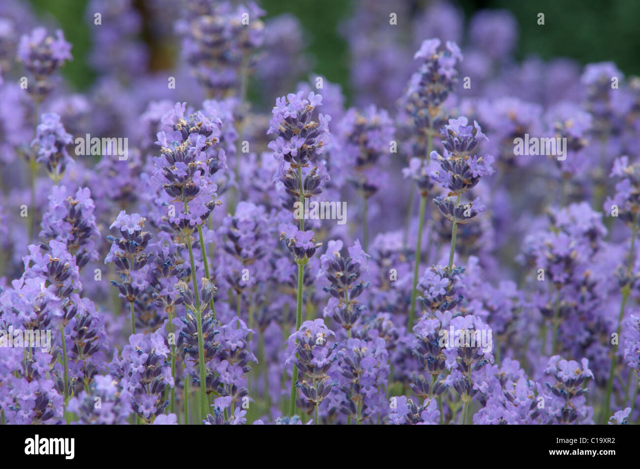 Lavandula angustifolia (Hidcote Lavender). West Sussex, UK. June. Stock Photo