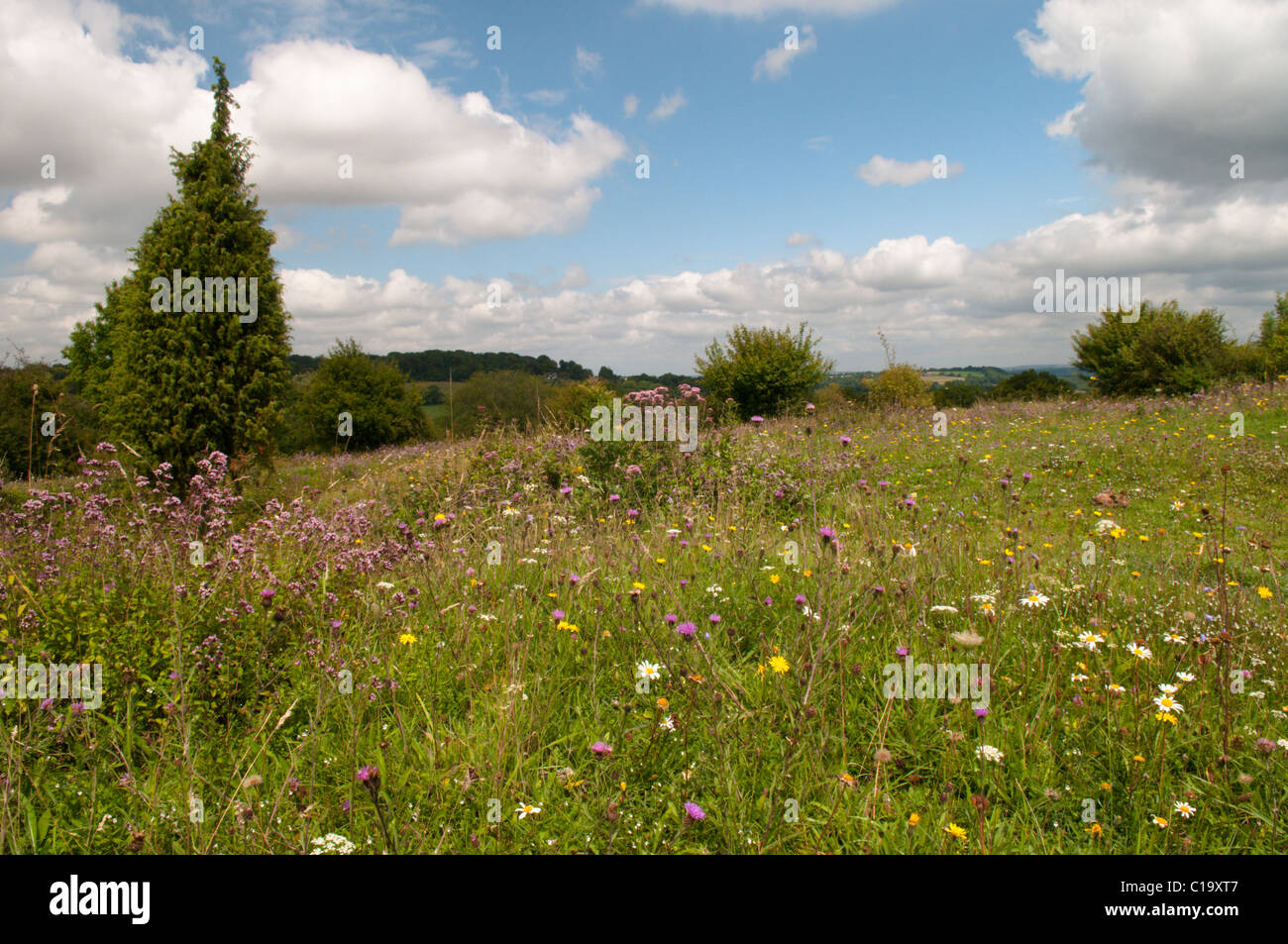 Noar Hill, Selborne, Hampshire, UK. Westerly outposts of the South Downs August. View north. Downland flowers. Stock Photo