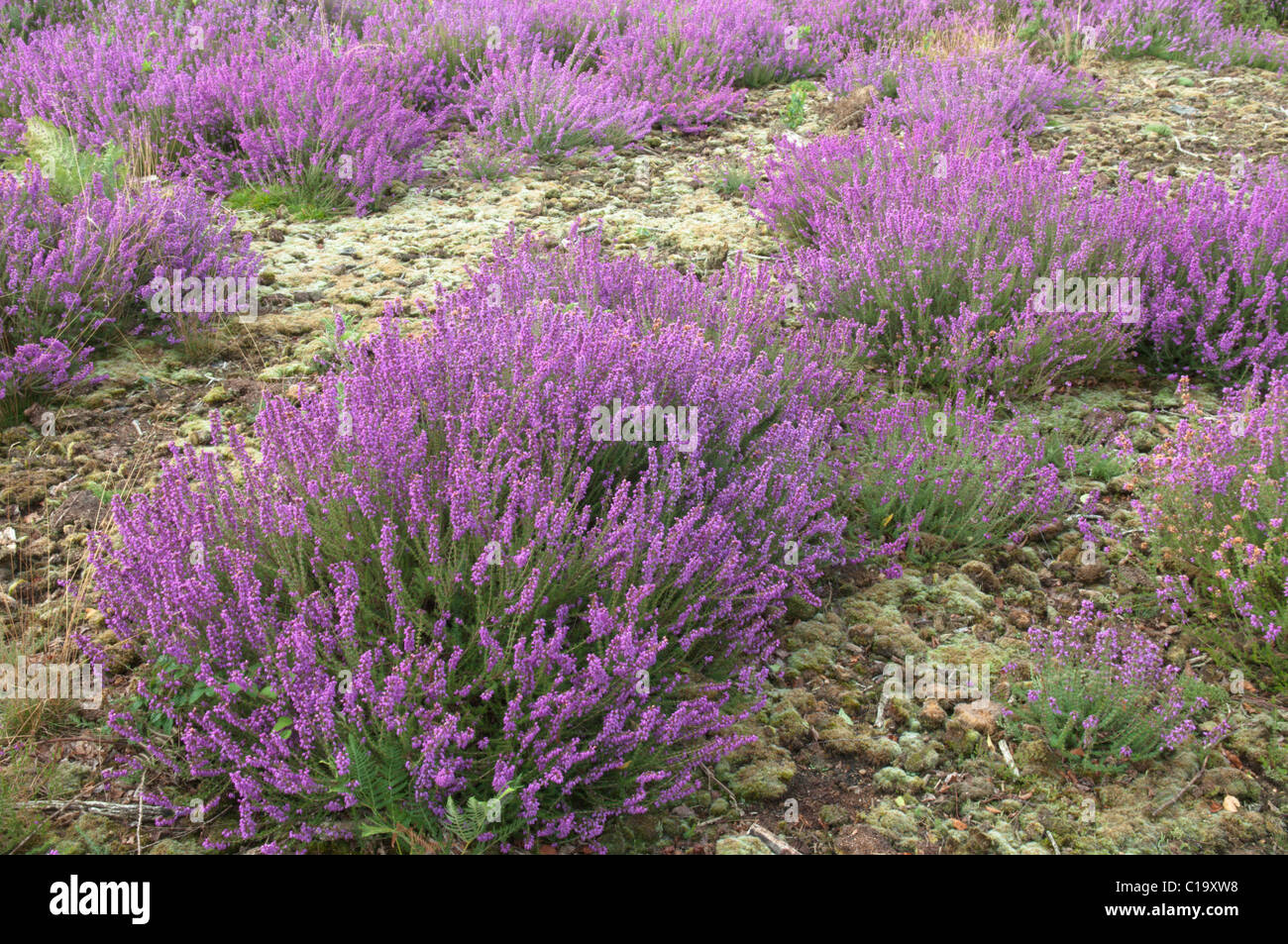 Bell Heather (Erica cinerea) Iping Common Nature Reserve, Midhurst, Sussex, UK. August. Stock Photo