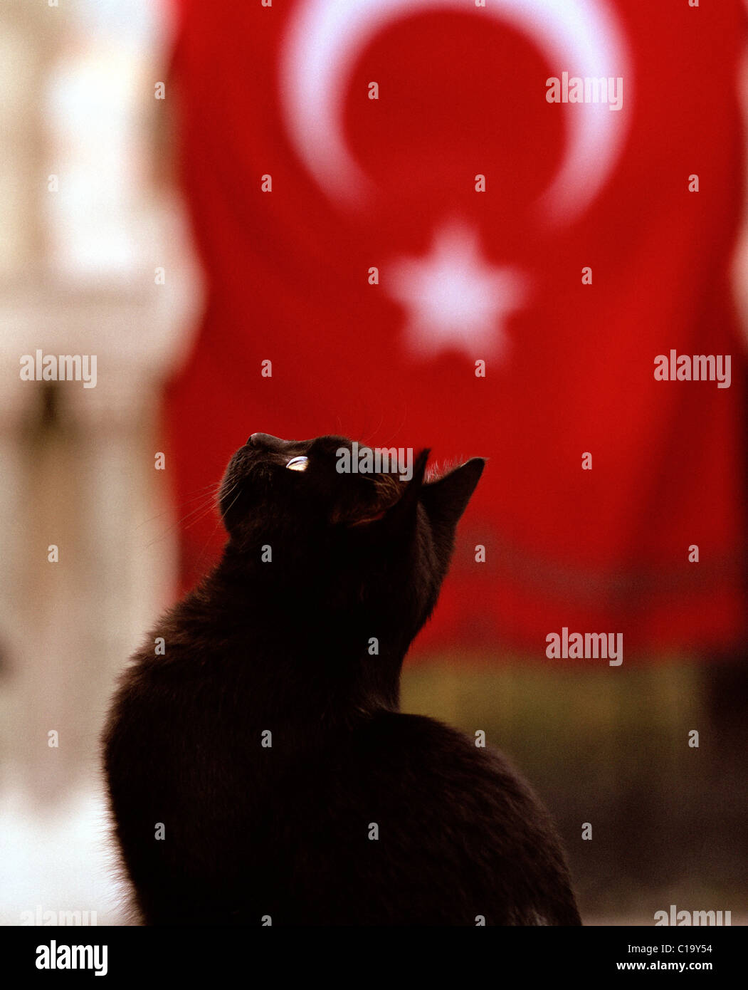 Black cat in Istanbul in Turkey in Middle East Asia. Cats Animal Solitude Stillness Serenity Urban Alley Mysterious Pet Red Kitten Flag Turkish Travel Stock Photo