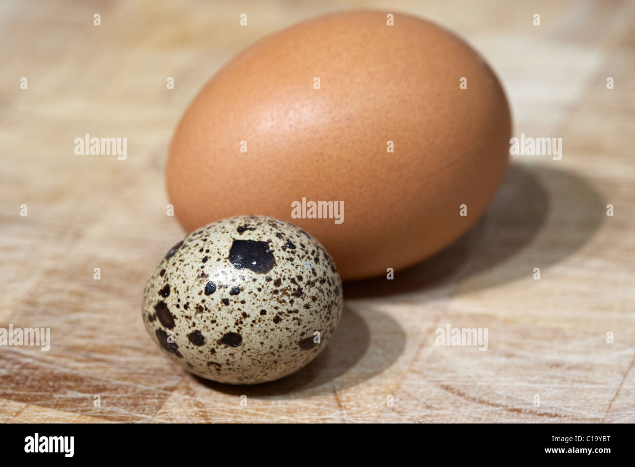 quails egg next to a chicken egg to show scale size Stock Photo