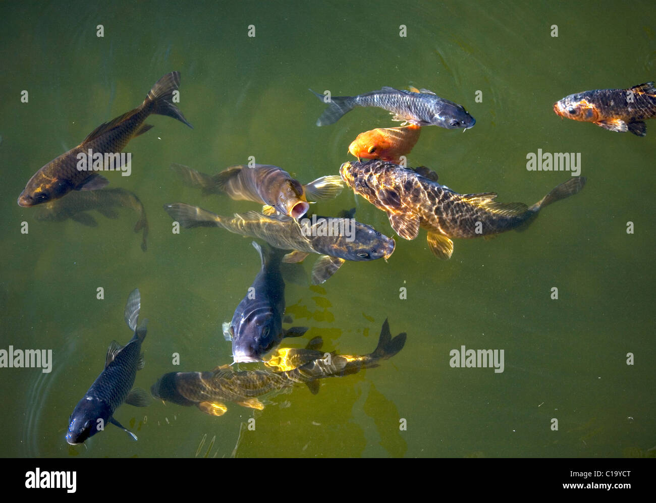 Koi Fish in dark green pond Stock Photo Alamy