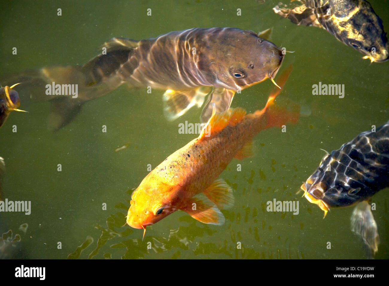 Koi Fish in dark green pond Stock Photo Alamy
