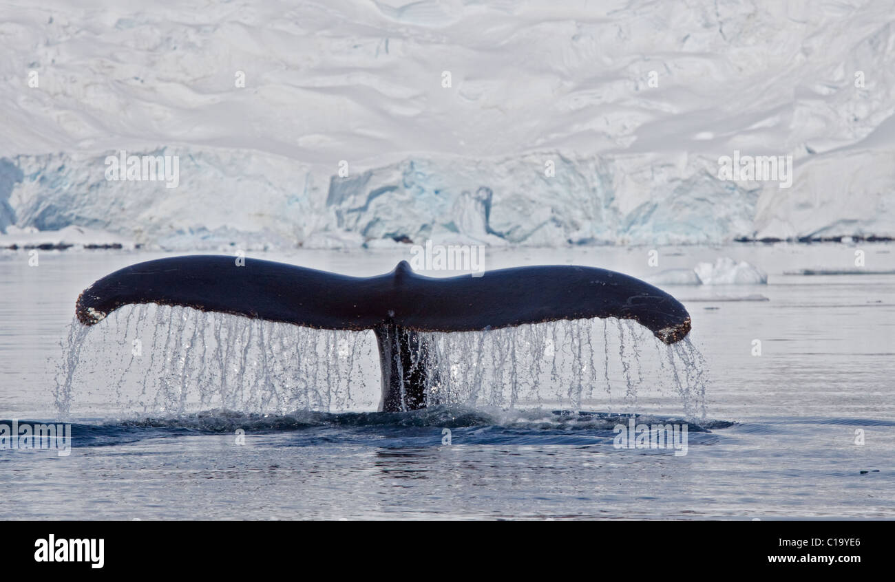 Humpback Whale Tail Fluke (megaptera novaeangliae), Paradise Bay, Antarctic Peninsula Stock Photo