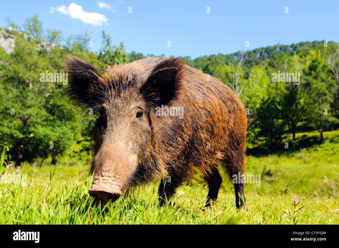 Wild boar spain hires stock photography and images Alamy