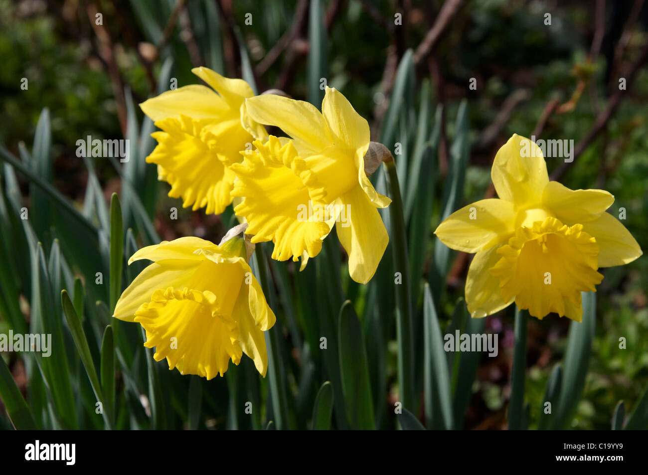 Spring daffodils of the King Alfred type Stock Photo