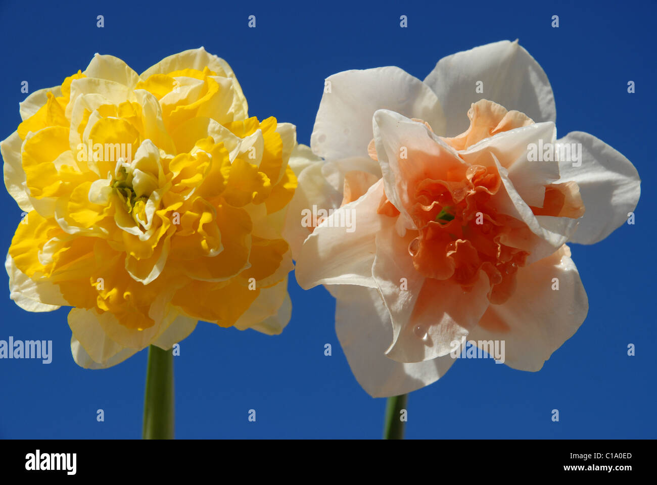 Different varieties of daffodils hires stock photography and images