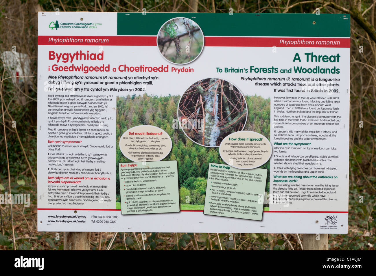 Notice warning about the threat of disease to larch trees, in the Gnoll Country Park, Neath, South Wales Stock Photo