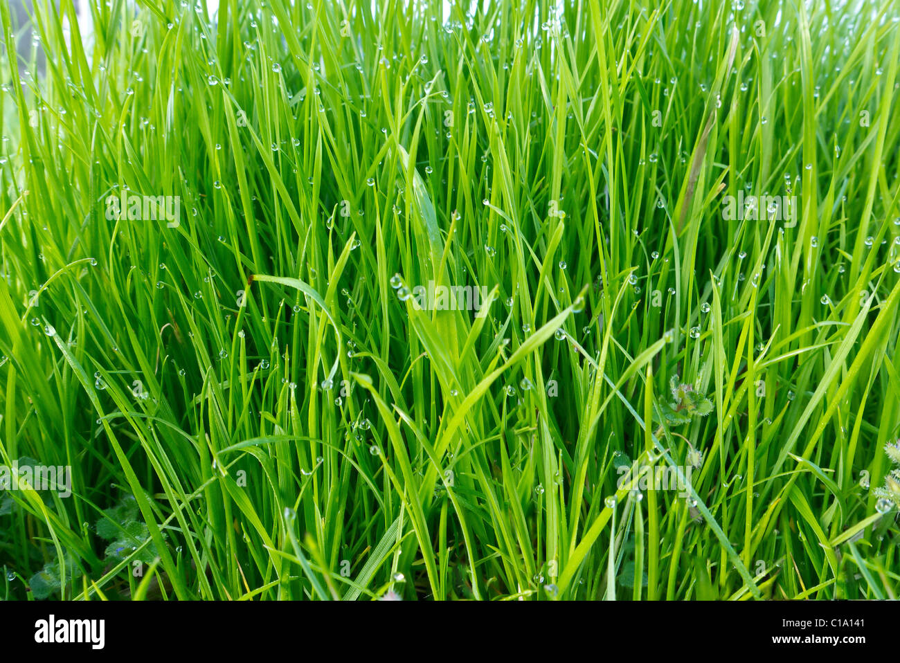 Fresh green grass background with dew drops Stock Photo - Alamy