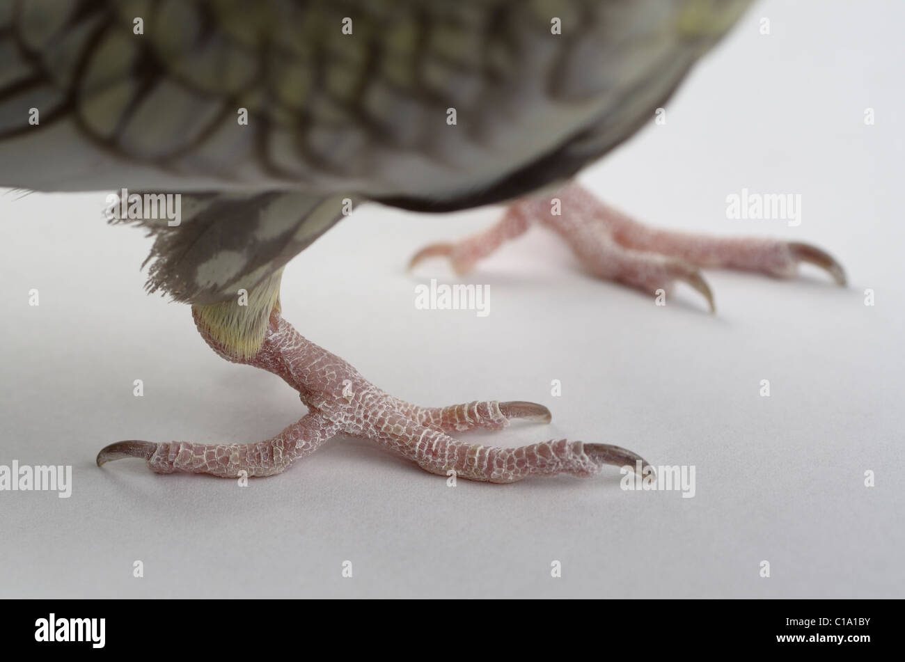 Close up of the dry scaly claw of a female Pearl Cockatiel bird foot Stock Photo