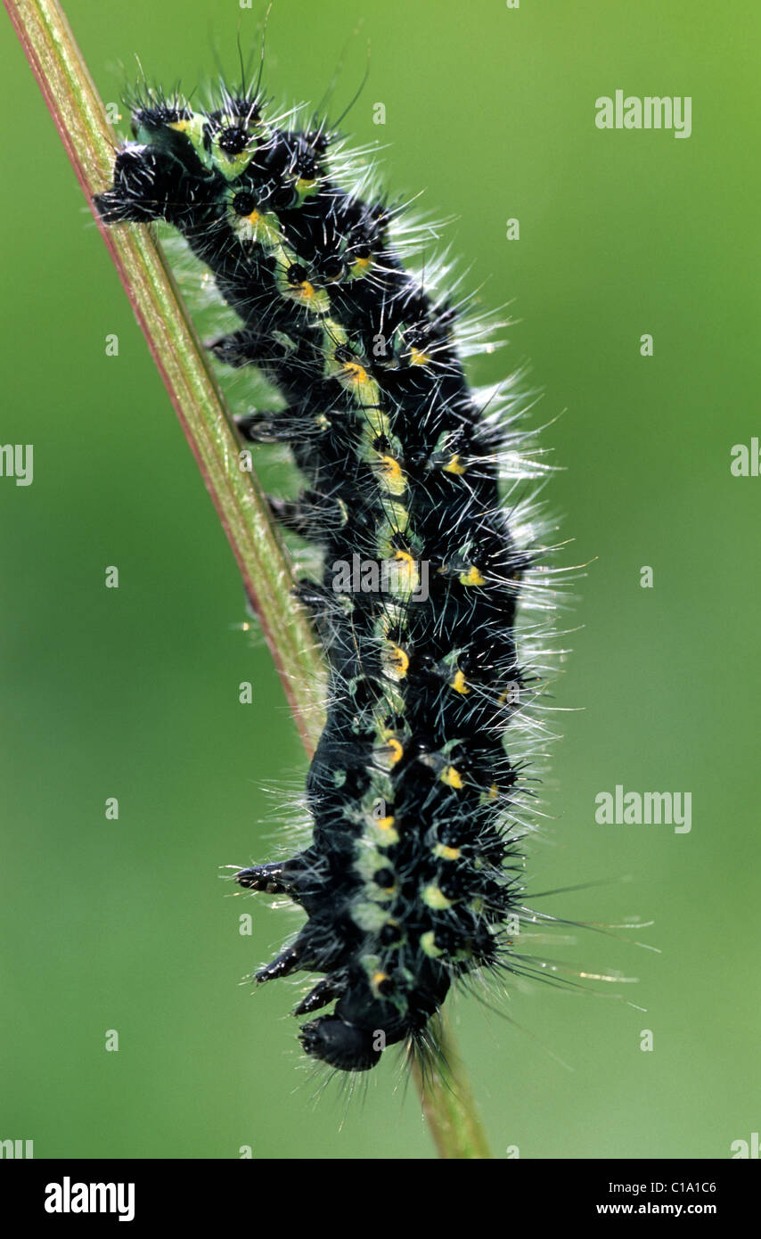 Small Emperor Moth caterpillar (Saturnia pavonia / Eudia pavonia ...