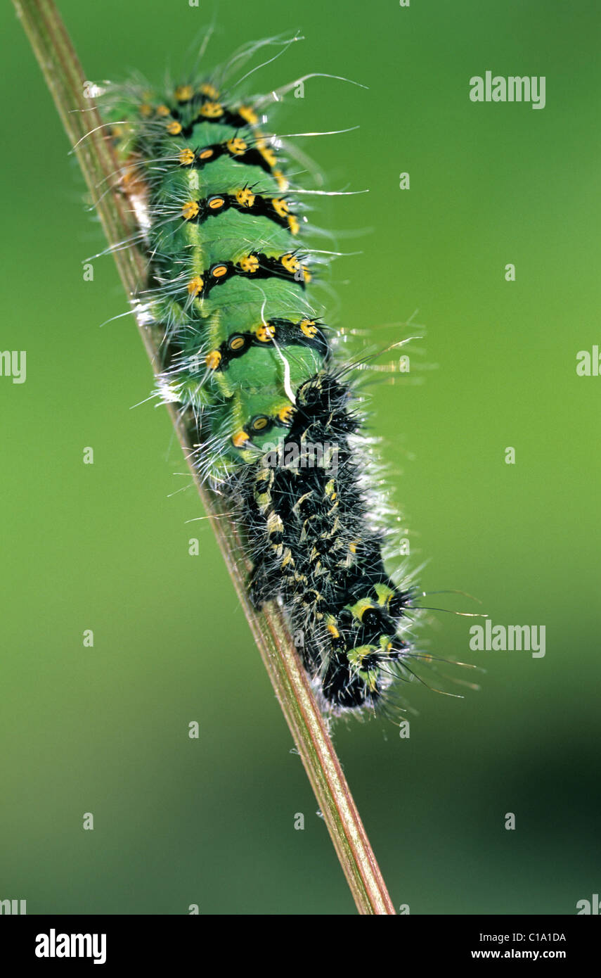 Small Emperor Moth caterpillar (Saturnia pavonia / Eudia pavonia ...