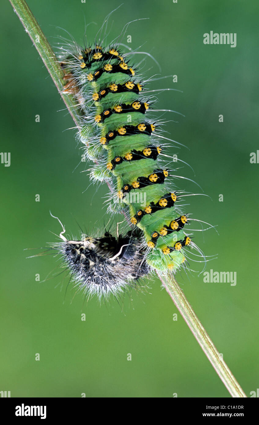 Small Emperor Moth caterpillar (Saturnia pavonia / Eudia pavonia ...