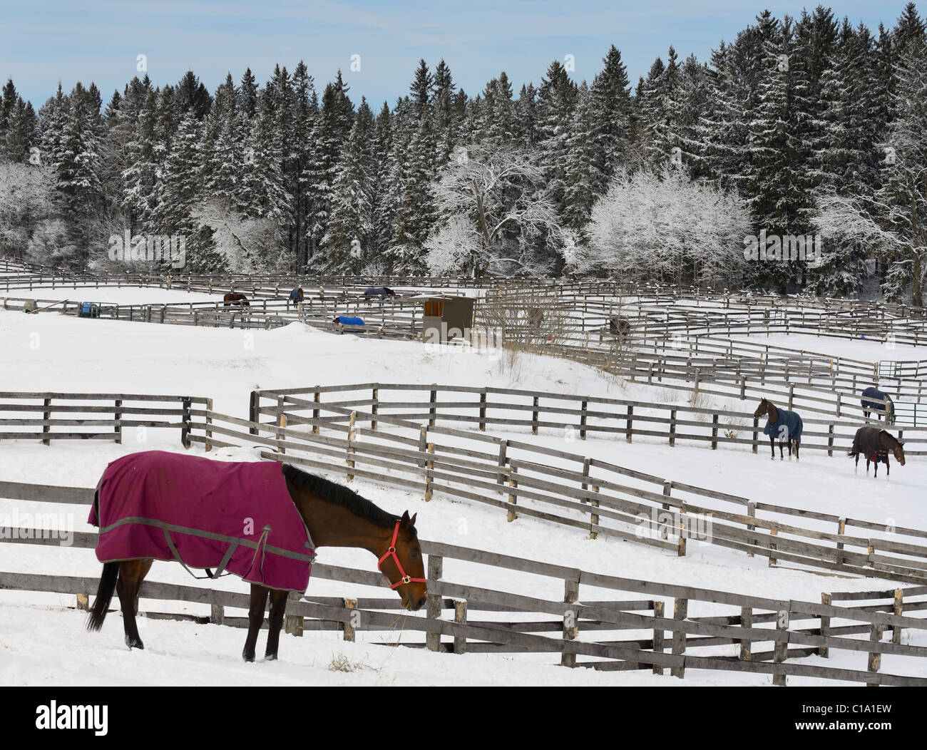 Horses out in snow covered paddocks in the winter beside a snow covered forest Stock Photo
