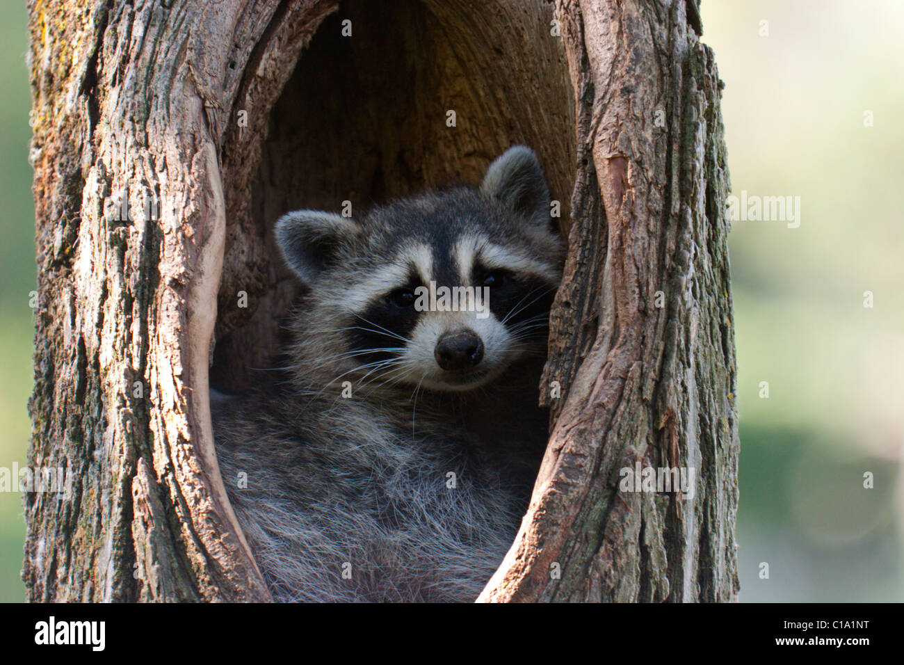 Raccoon tree hollow hires stock photography and images Alamy