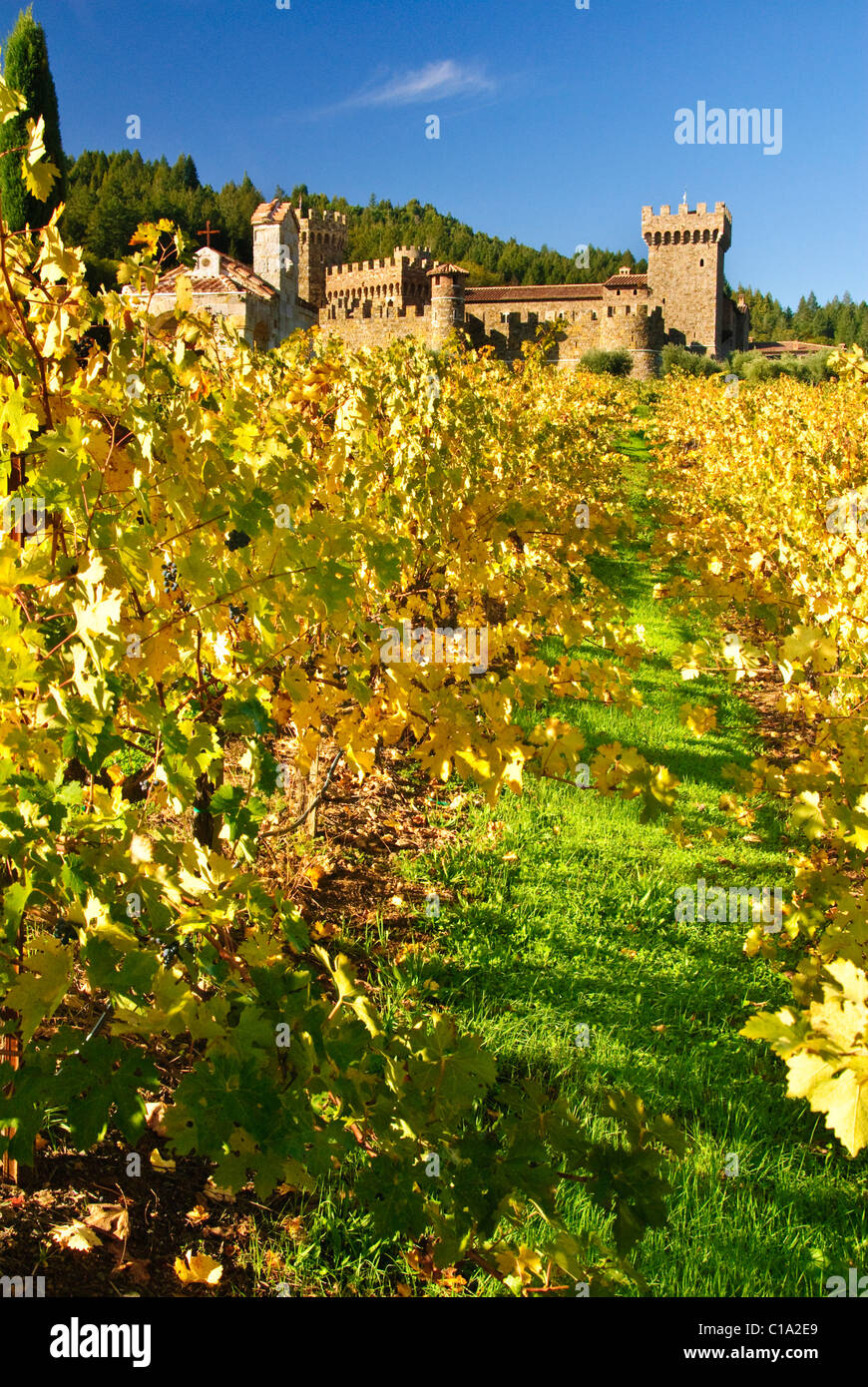 Vineyard landscape napa valley hi res stock photography and images Alamy Vineyard landscape napa valley hi res stock photography and images Alamy