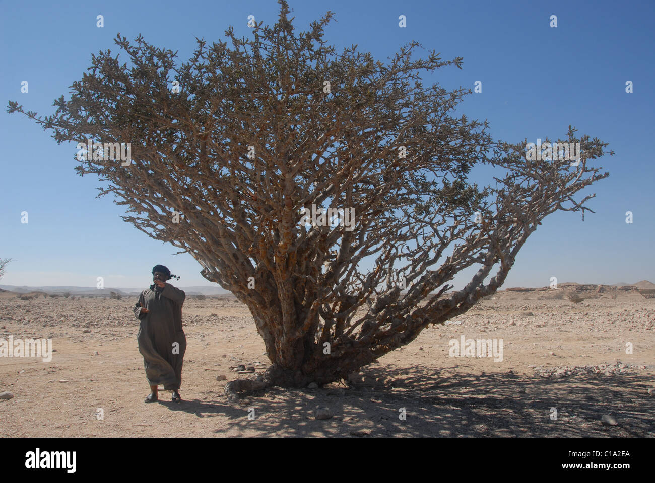 Omani guide stands by Frankincense Tree in Wadi Dawkah, southern Oman